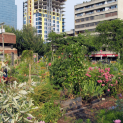 Nature-directed stewardship is good for cities and living things