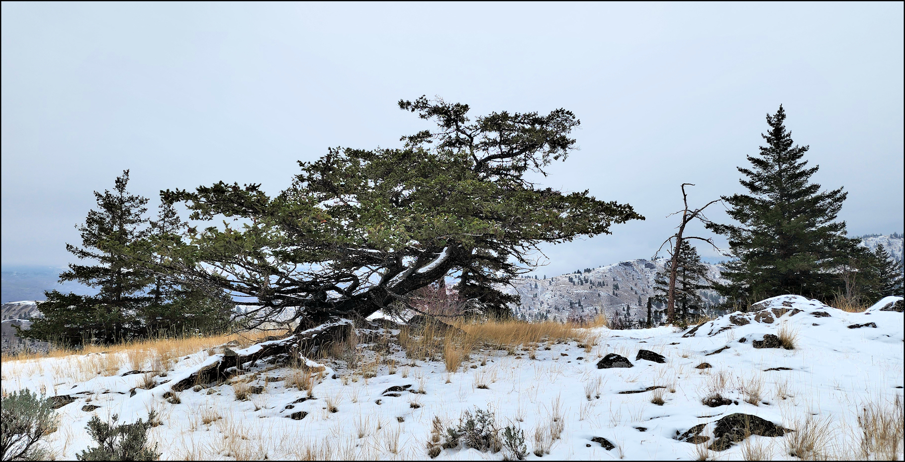 Low Iron - Triple Lumen Hike