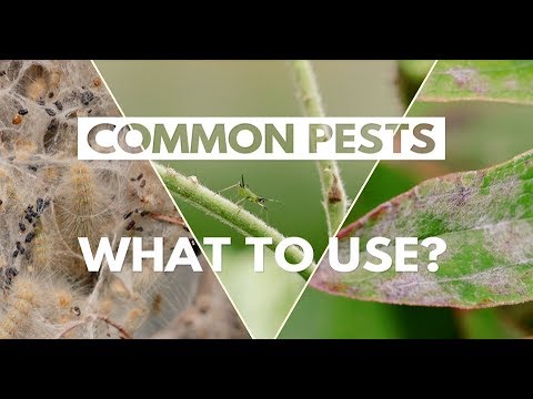 City of Kamloops - Common Pests: What to Use