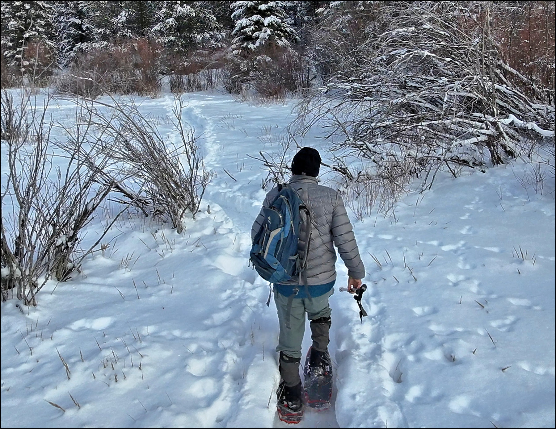 Snowshoeing the Dogwood Marshes - KamloopsTrails