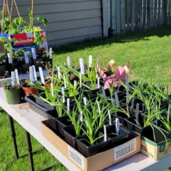 Get growing, Kamloops! – Transition Kamloops