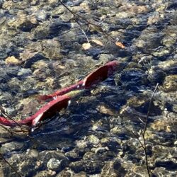 Thompson River watershed salmon run sees slight increase in 2025