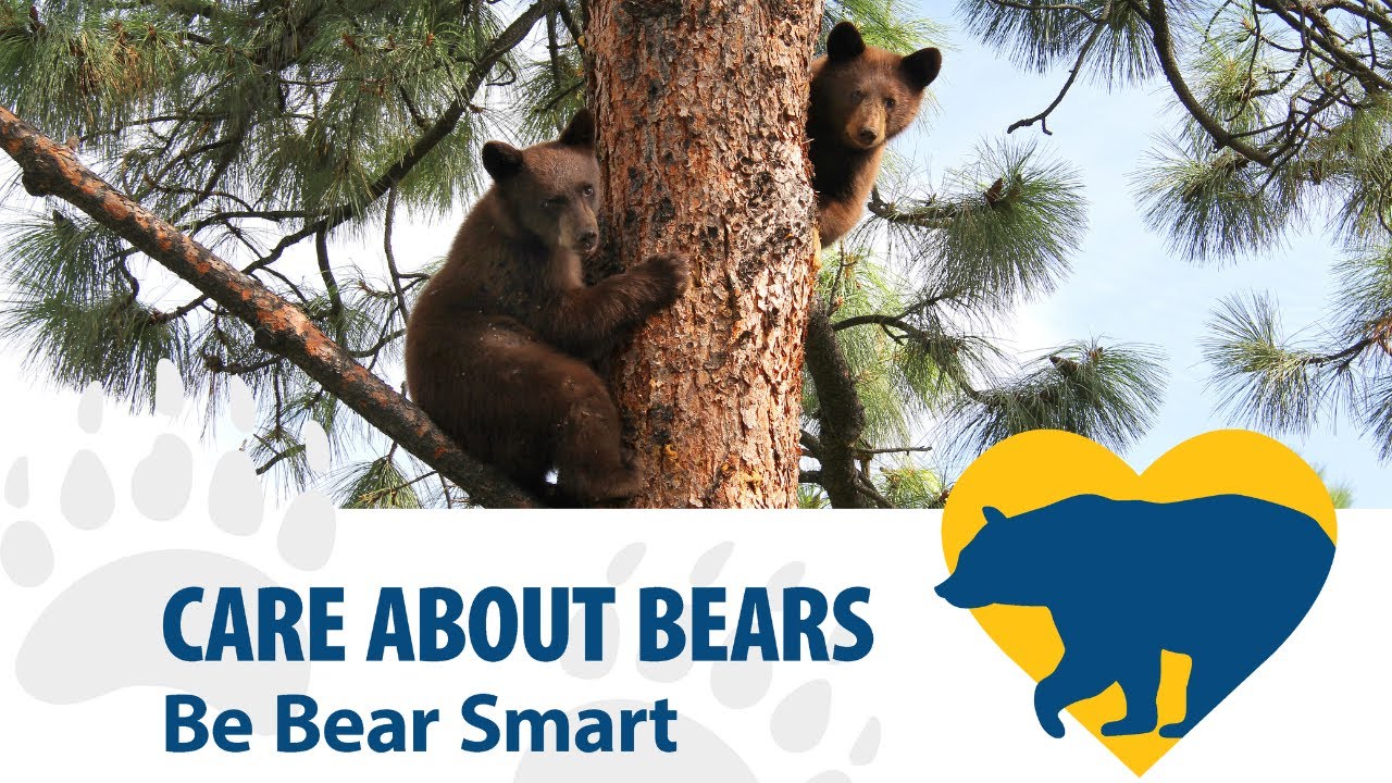 Bear Smart