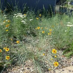 Nature-Friendly Yards: 2026 will be pilot season!