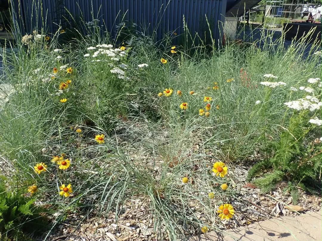 Native grasses and drought-tolerant plants (Achillea millefolium and Gaillardia) in an informal arrangement