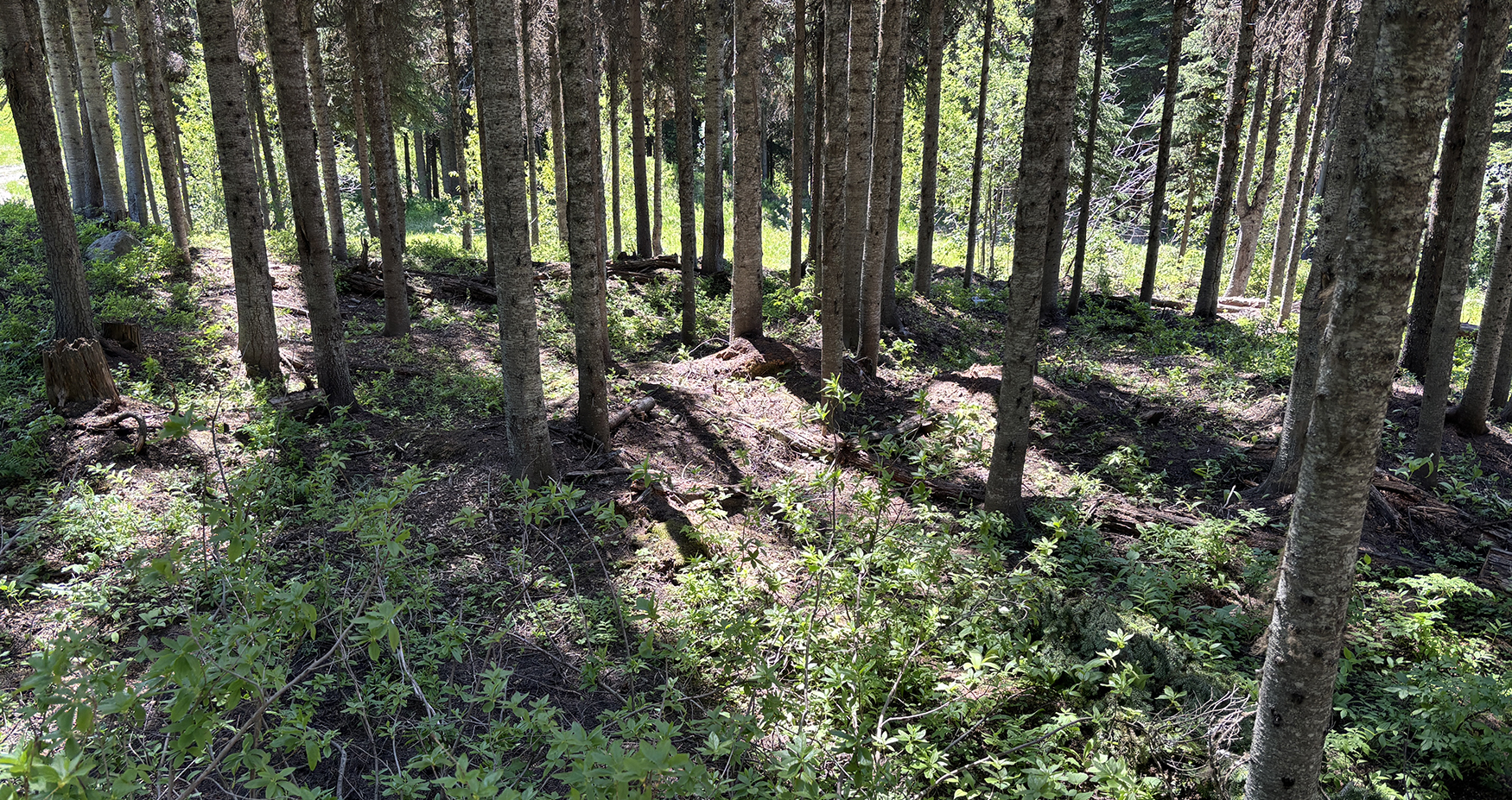 Chipping instead of burning: Sun Peaks and TRU test low-carbon fuel management
