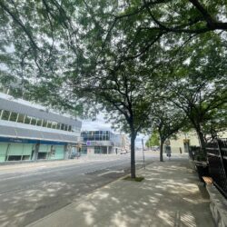New action team offering webinar on urban trees