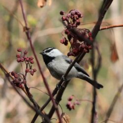 Urban heat islands affect birds too!