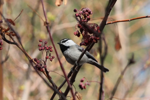 Urban heat islands affect birds too!